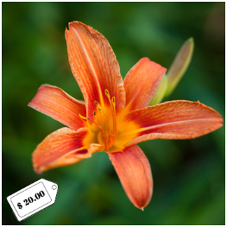 Daylily_6604.png