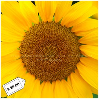Sunflower_6990.png